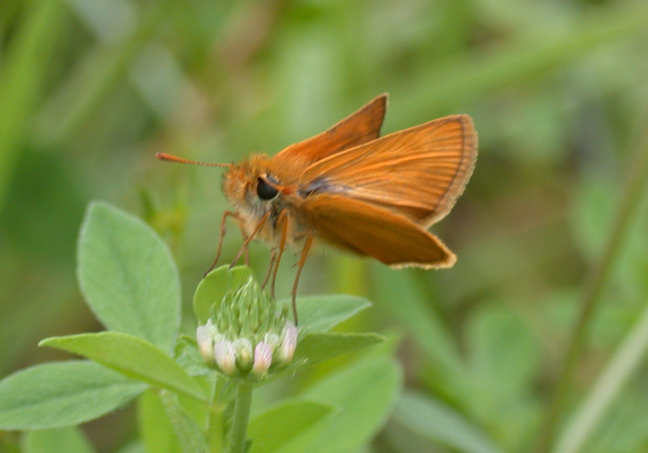 Thymelicus sylvestris